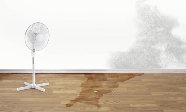 Best Basement water damage restoration  in Gunter, TX